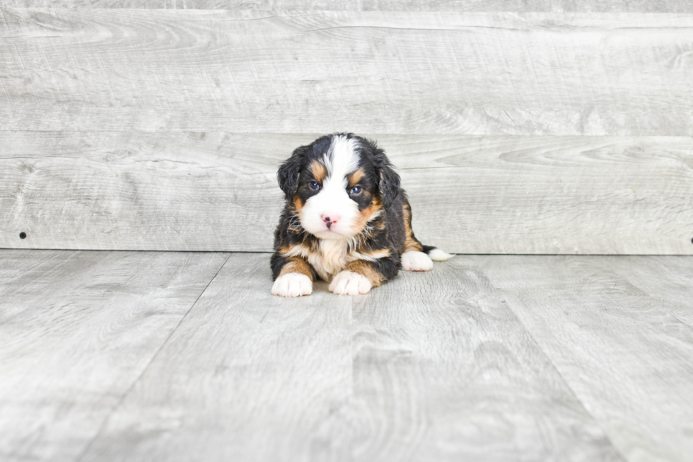 Best Mini Bernedoodle Baby