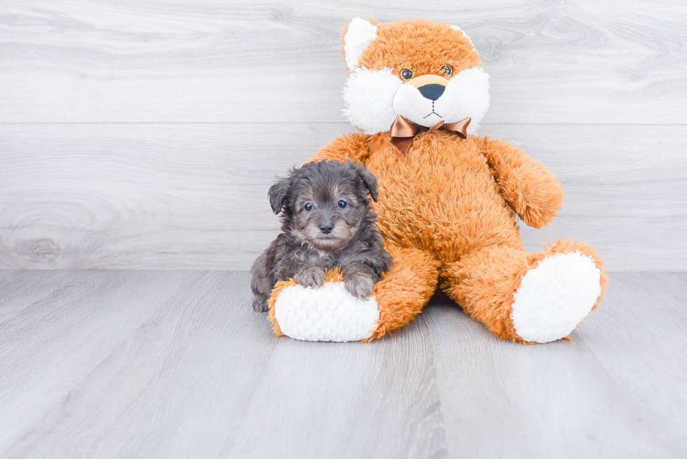 Mini Aussiedoodle Pup Being Cute