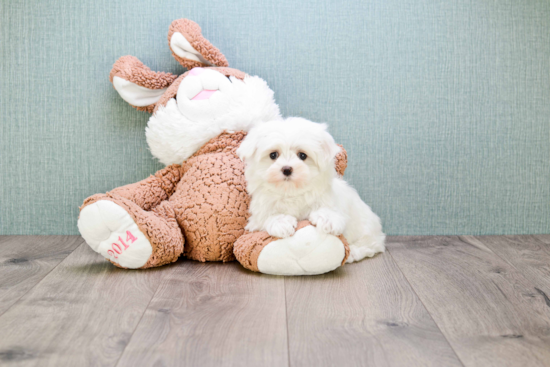 Hypoallergenic Maltese Purebred Pup