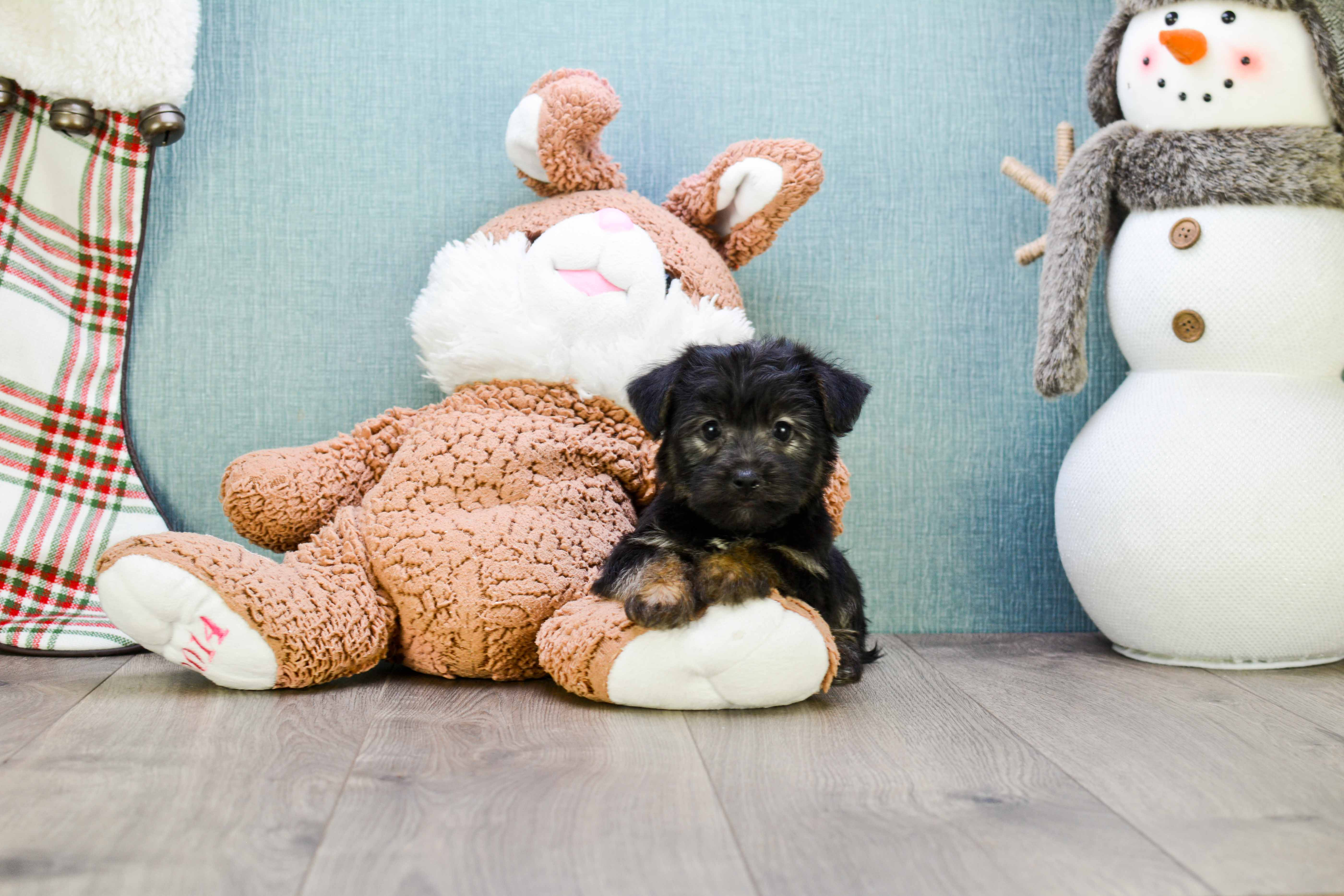 Smart Morkie Designer Pup