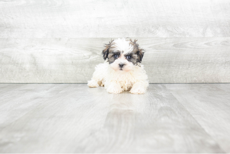 Energetic Havanese Purebred Puppy