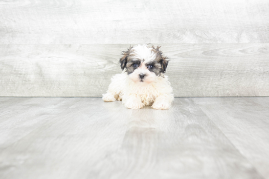 Energetic Havanese Purebred Puppy