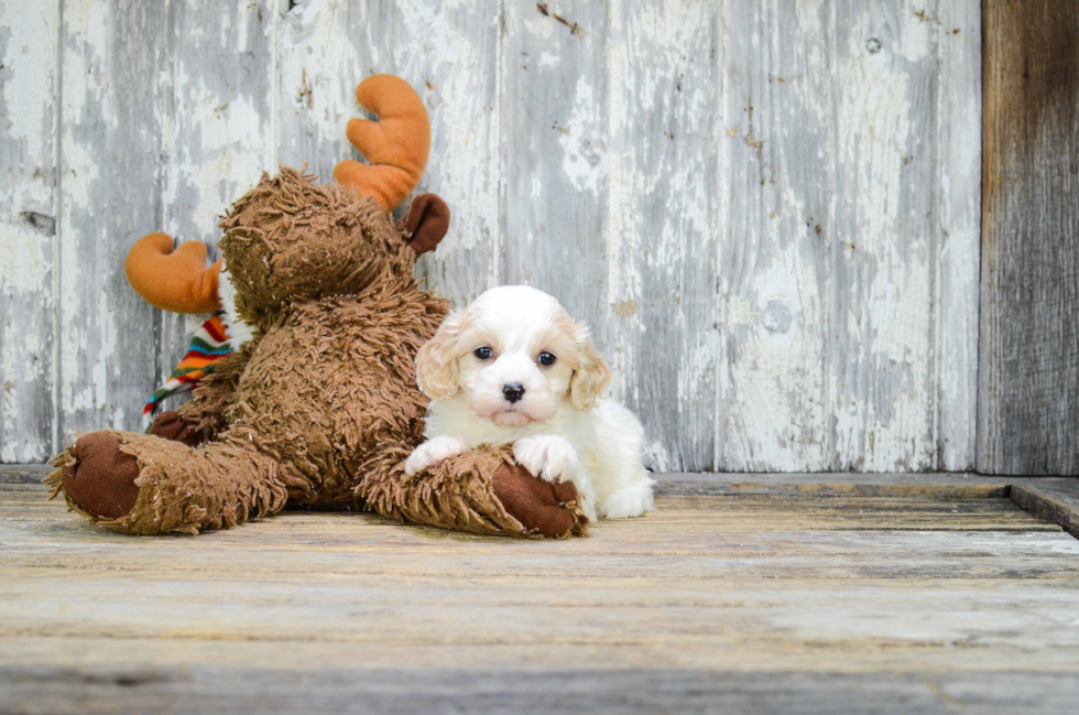 Small Cavachon Baby