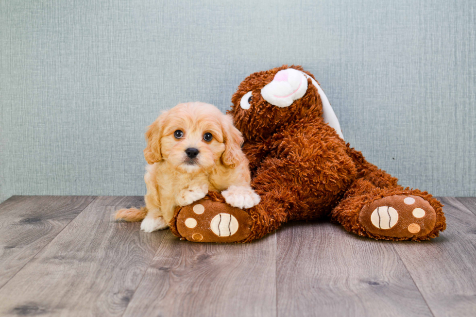 Cavapoo Puppy for Adoption