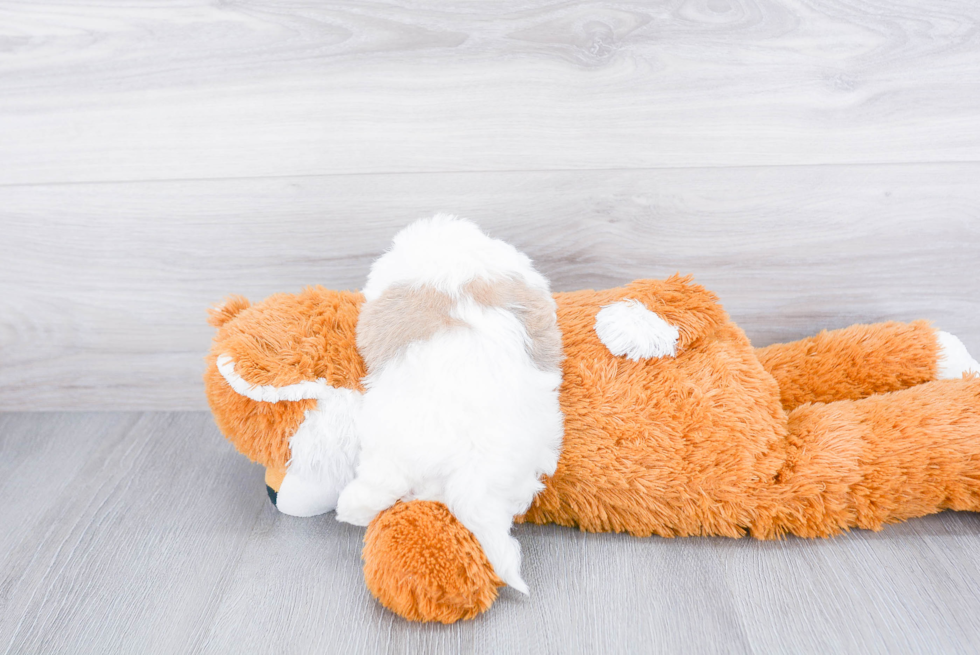 Havanese Pup Being Cute