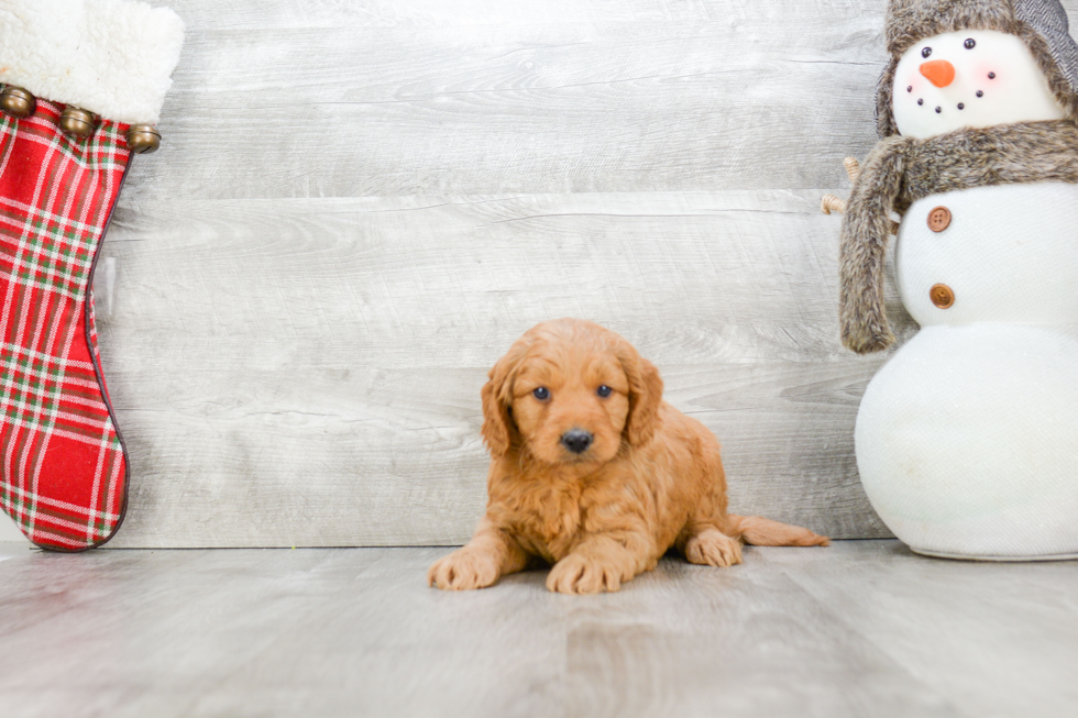 Smart Mini Goldendoodle Poodle Mix Pup