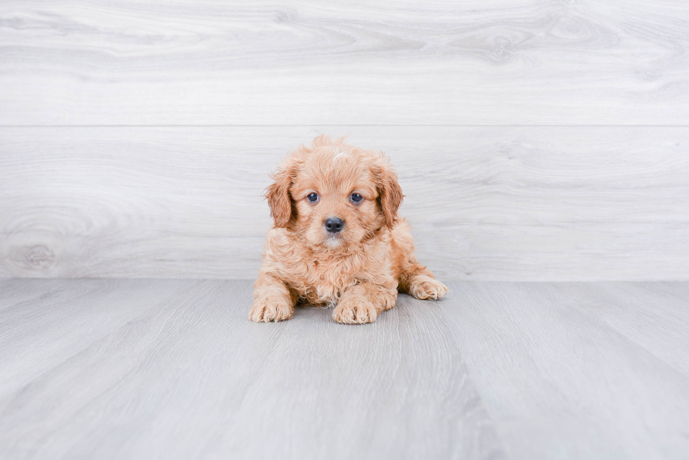 Cavapoo Puppy for Adoption