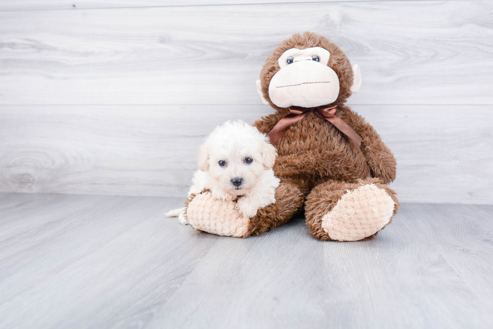 Popular Maltipoo Poodle Mix Pup