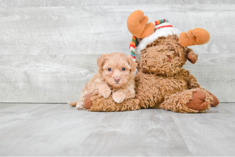 Small Maltipoo Baby