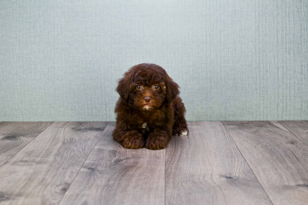 Cavapoo Puppy for Adoption