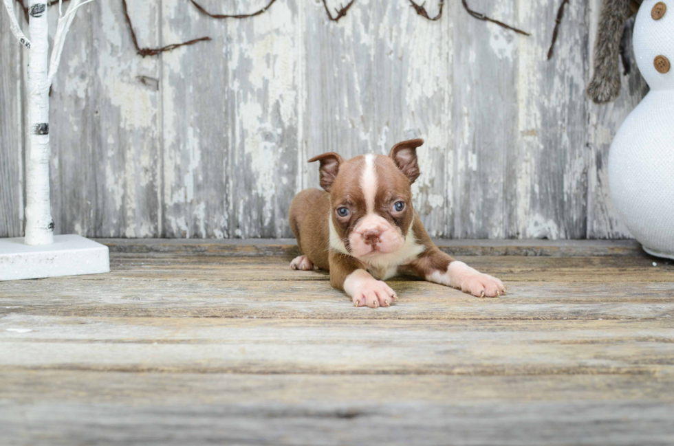 Boston Terrier Puppy for Adoption