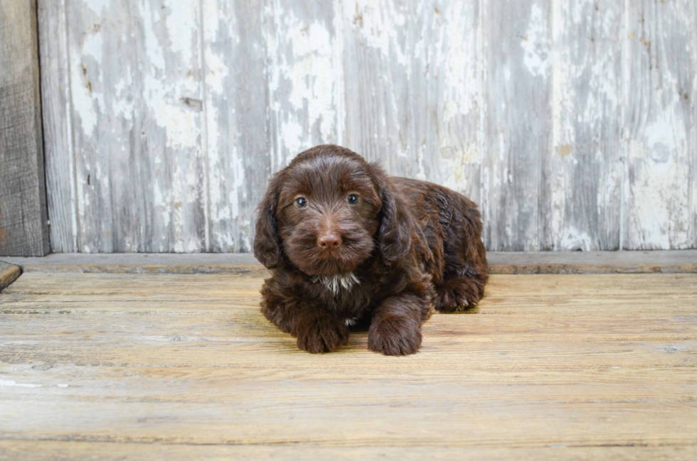 Mini Labradoodle Puppy for Adoption