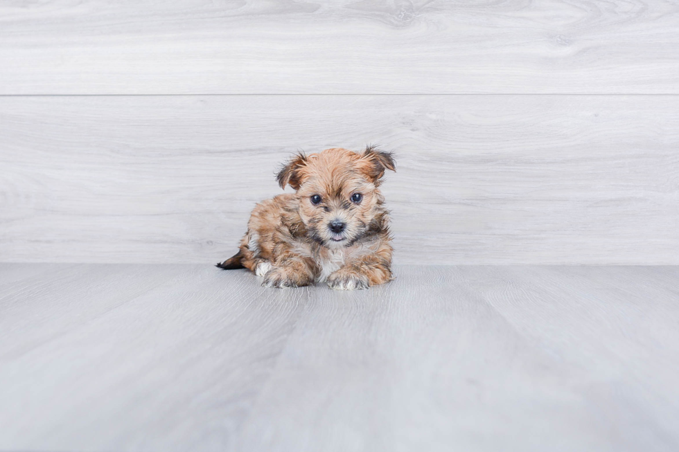 Cute Morkie Baby