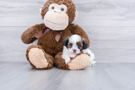 Teddy Bear Pup Being Cute