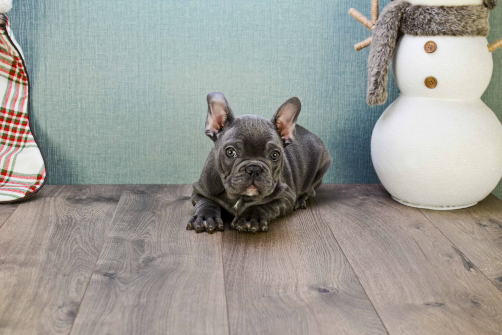 Fluffy Frenchie Purebred Puppy