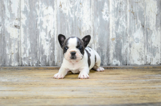 Best French Bulldog Baby