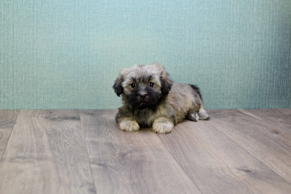 Friendly Havanese Baby