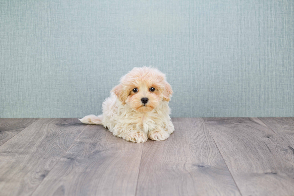 Small Maltipoo Baby