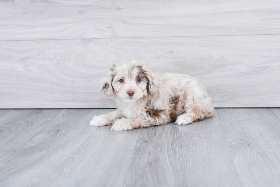Popular Mini Aussiedoodle Poodle Mix Pup