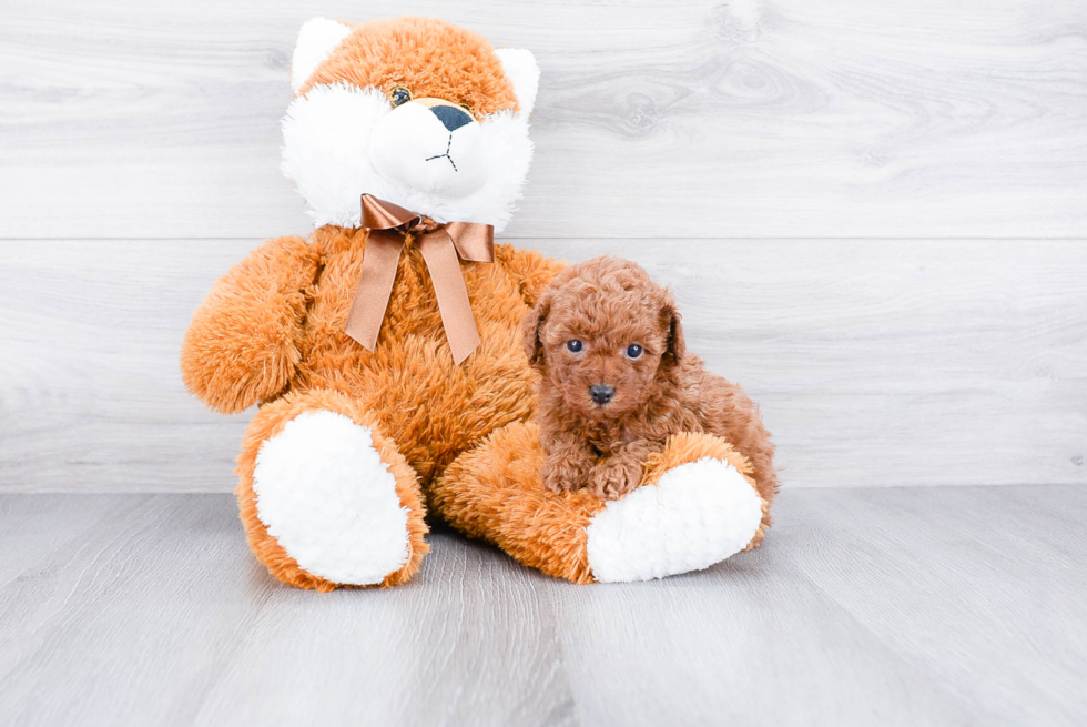 Poodle Pup Being Cute