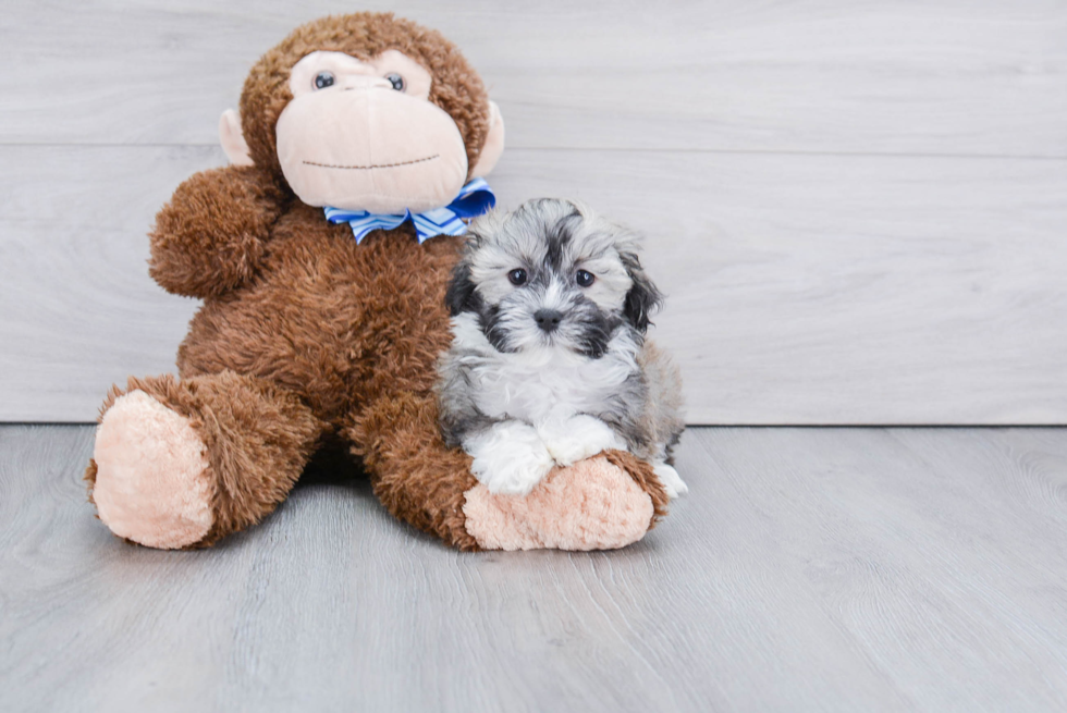 Akc Registered Havanese Baby