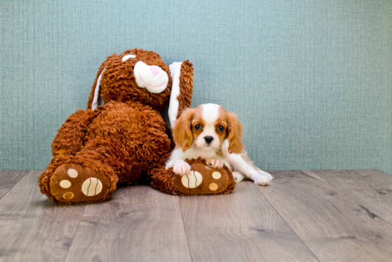 Best Cavalier King Charles Spaniel Baby