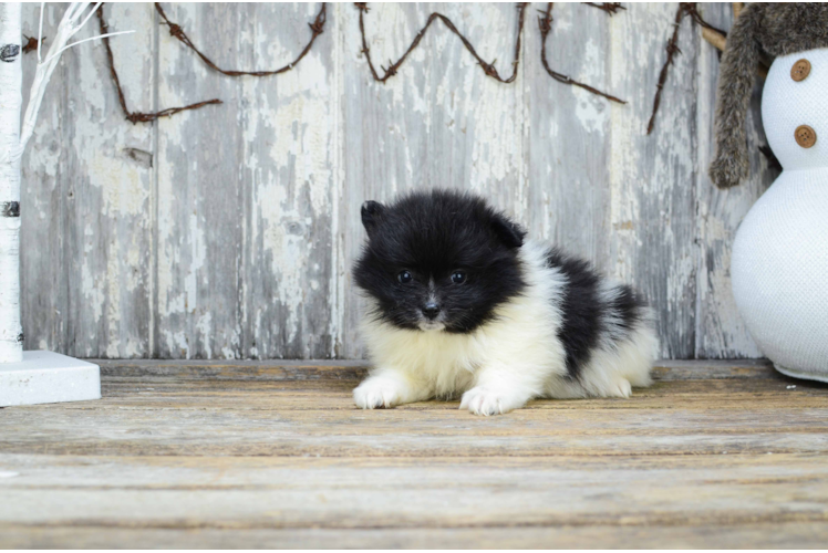 Pomeranian Pup Being Cute