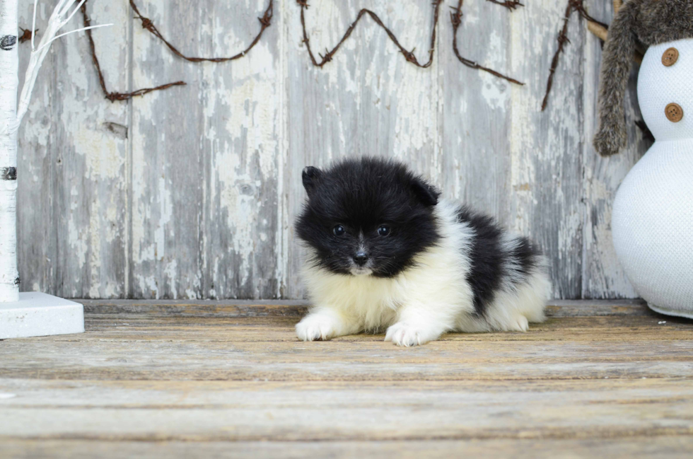 Pomeranian Pup Being Cute