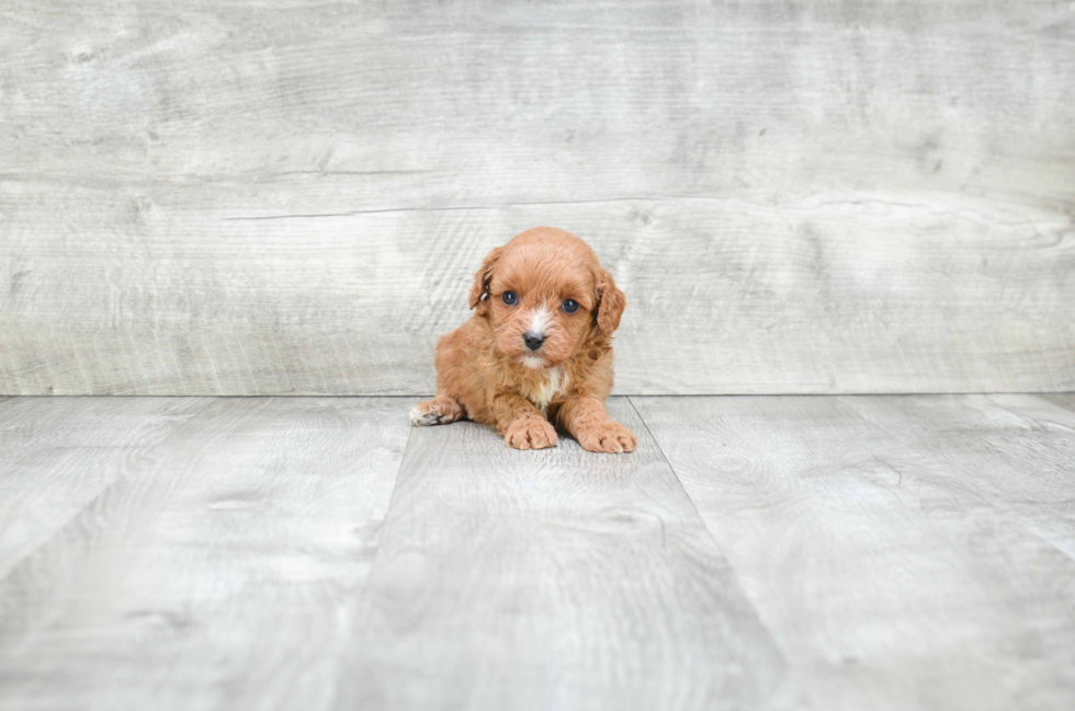 Hypoallergenic Cavoodle Poodle Mix Puppy