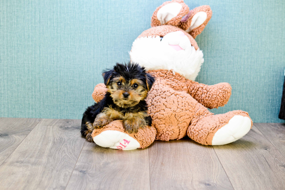 Meet Teacup-Izzie - our Yorkshire Terrier Puppy Photo 