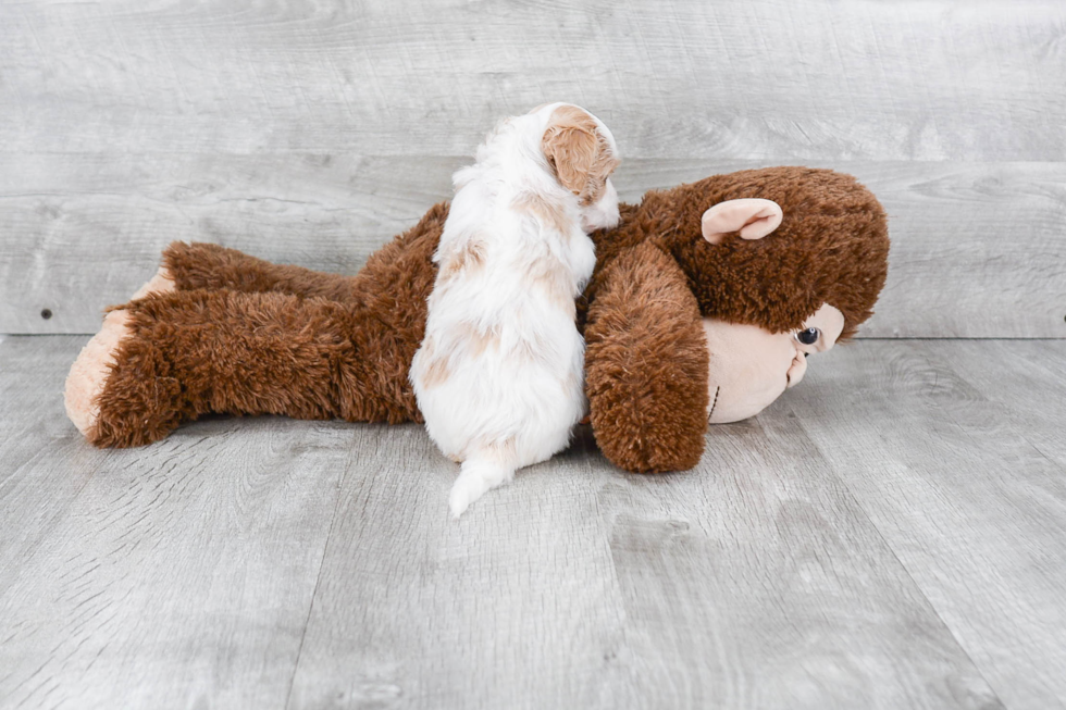 Popular Cavapoo Poodle Mix Pup