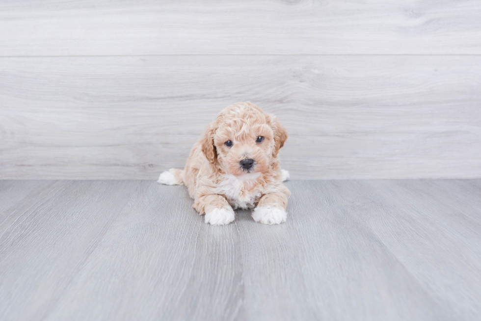 Petite Maltipoo Poodle Mix Pup