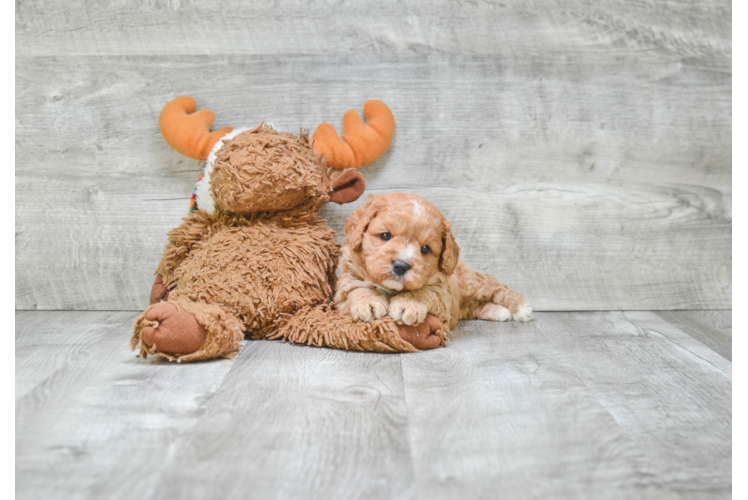 Best Cavapoo Baby