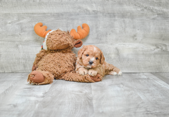 Best Cavapoo Baby