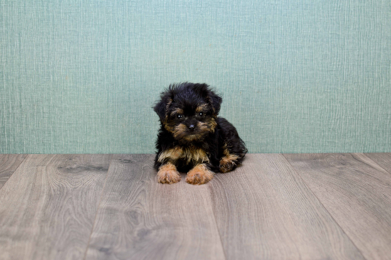 Smart Yorkie Poo Poodle Mix Pup