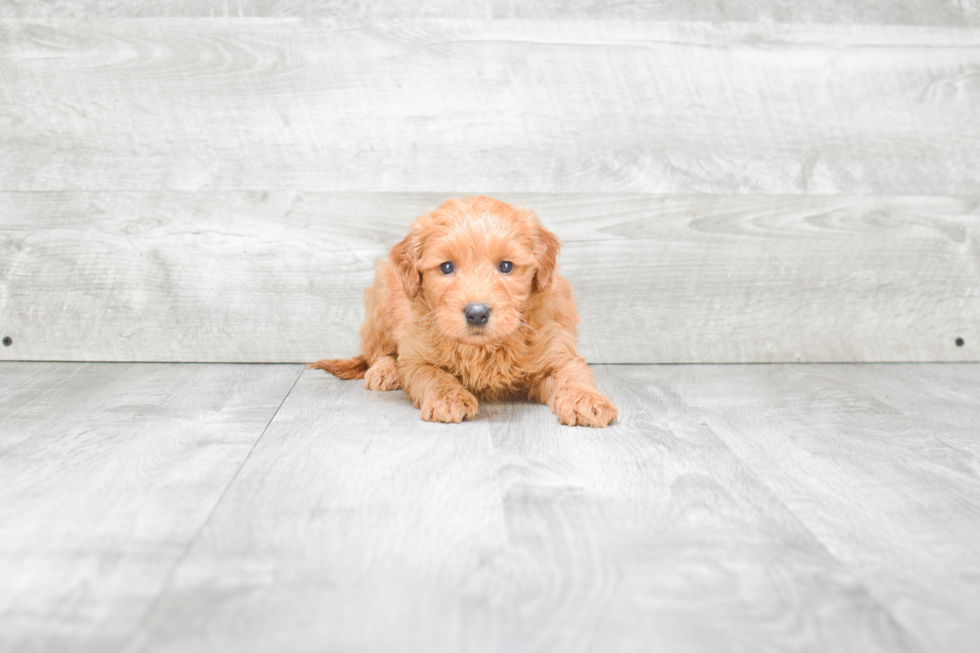 Mini Goldendoodle Pup Being Cute