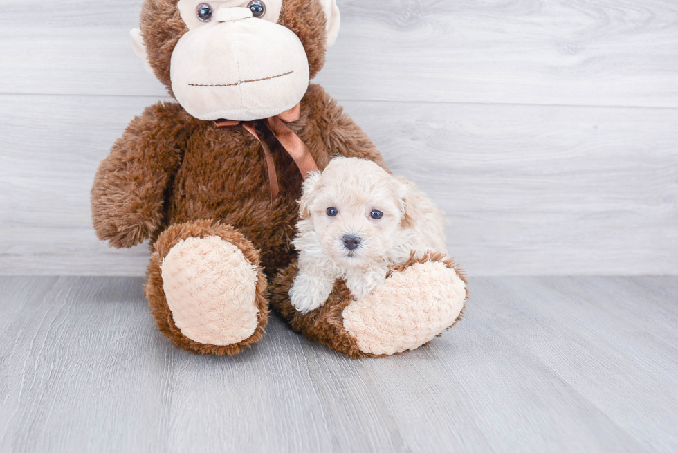 Little Maltese Poodle Poodle Mix Puppy