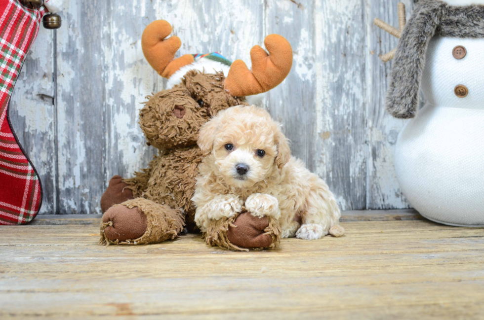 Happy Maltipoo Baby