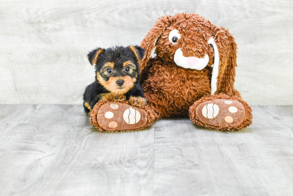 Meet Izzie - our Yorkshire Terrier Puppy Photo 