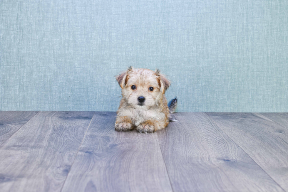 Morkie Puppy for Adoption