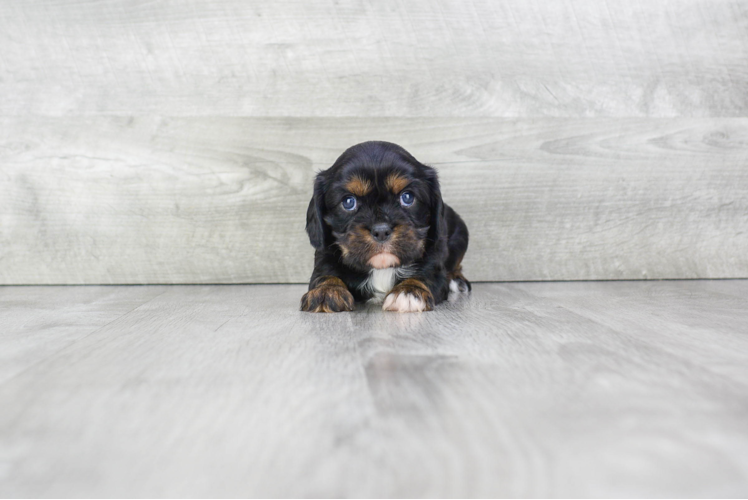 Best Cavalier King Charles Spaniel Baby