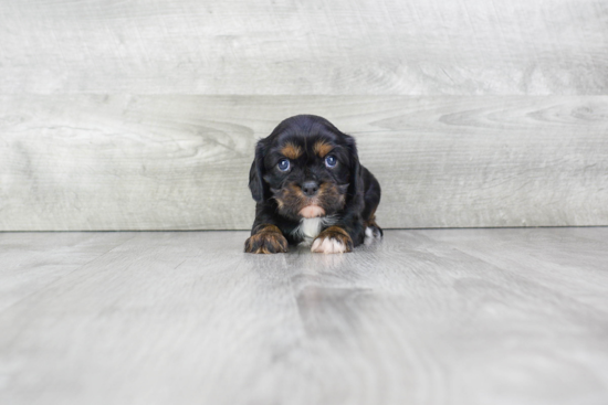 Best Cavalier King Charles Spaniel Baby