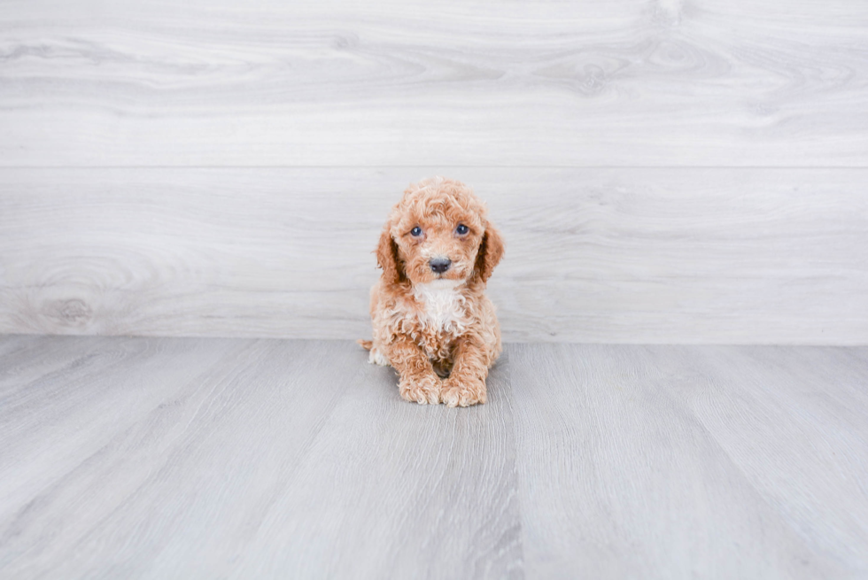 Best Cockapoo Baby