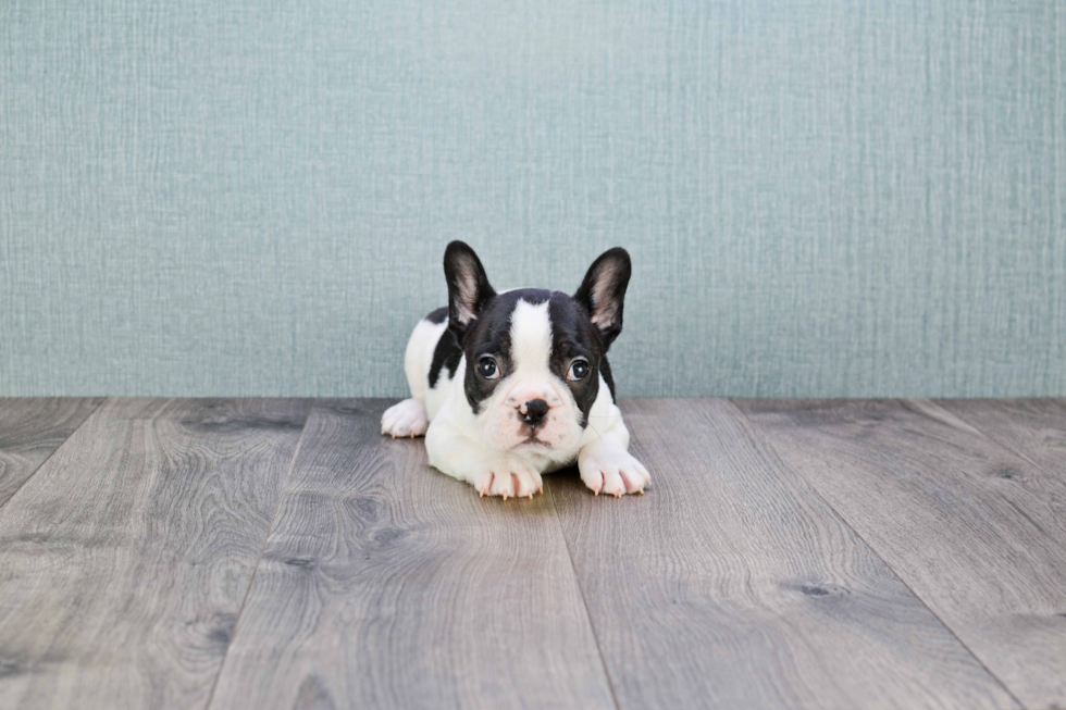 Fluffy Frenchie Purebred Puppy