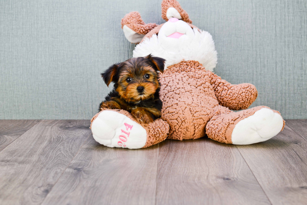 Meet Bronze - our Yorkshire Terrier Puppy Photo 