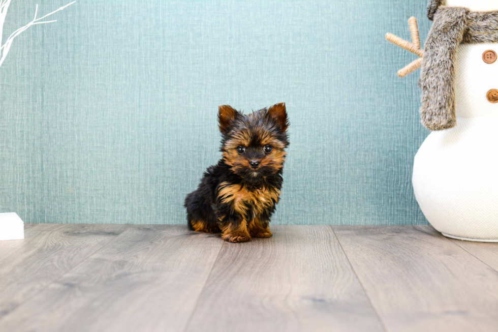 Meet Micro Teacup-Rebecca - our Yorkshire Terrier Puppy Photo 