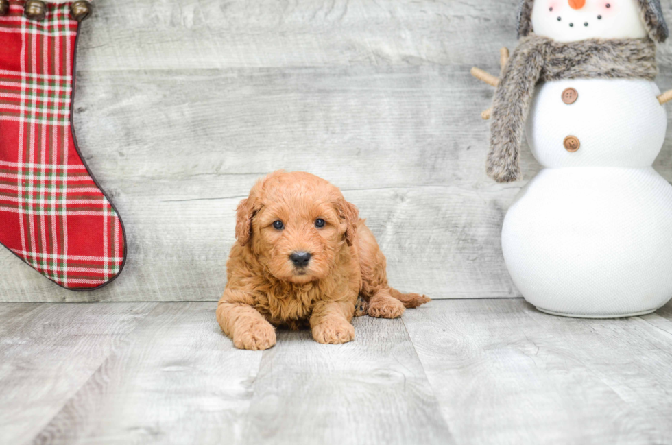 Friendly Mini Goldendoodle Baby