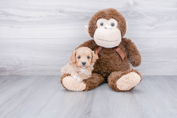 Cavapoo Puppy for Adoption