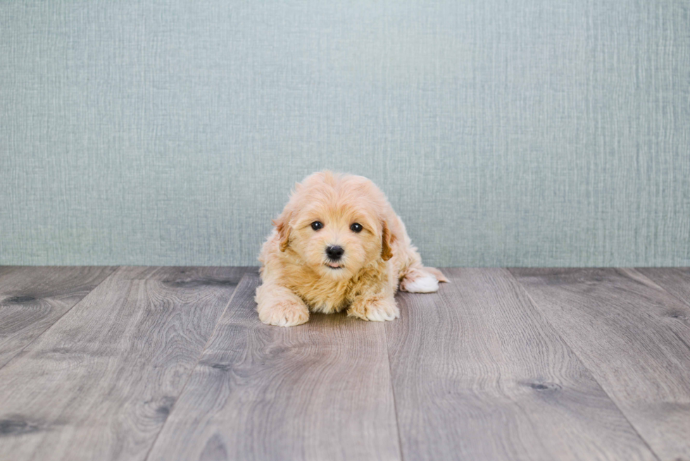 Maltipoo Puppy for Adoption