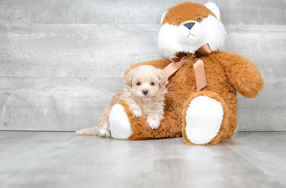 Maltipoo Puppy for Adoption